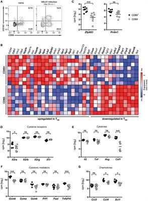 Blimp-1 Rather Than Hobit Drives the Formation of Tissue-Resident Memory CD8+ T Cells in the Lungs